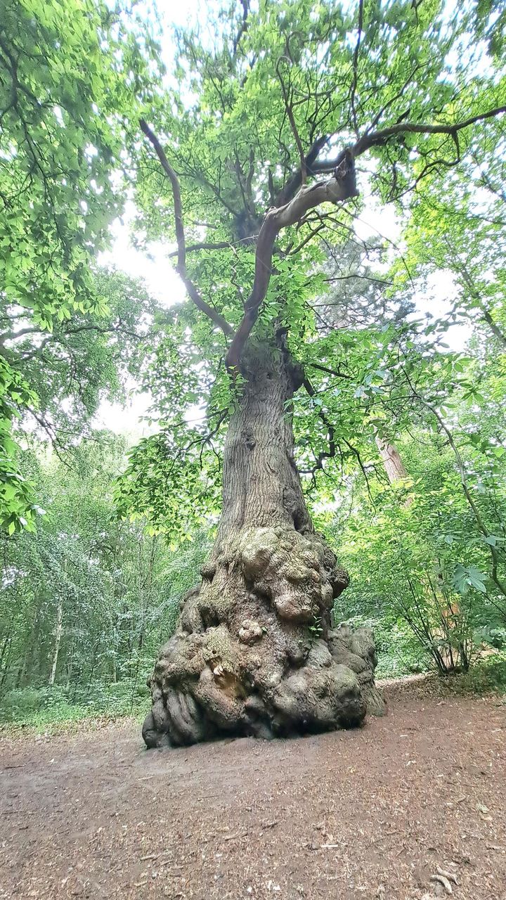 Unusual Tree