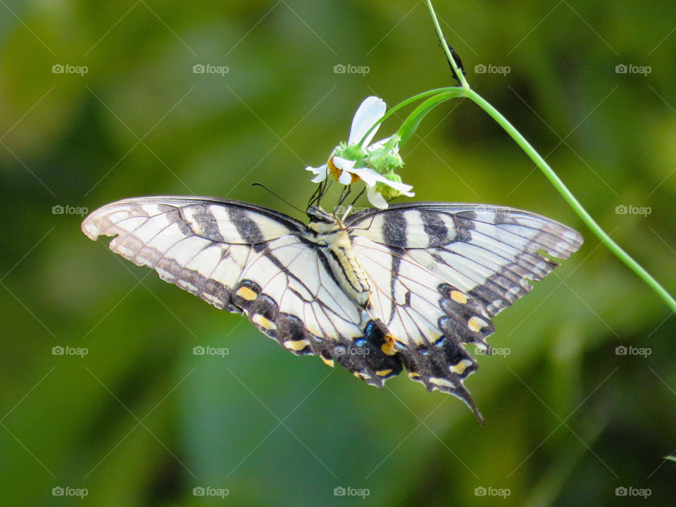 Swallowtail