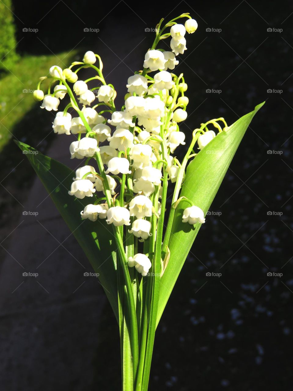 lily of the valley 