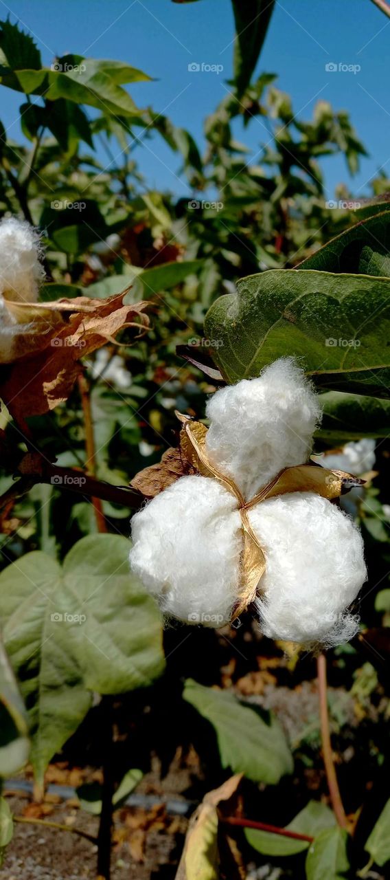 cotton fruit