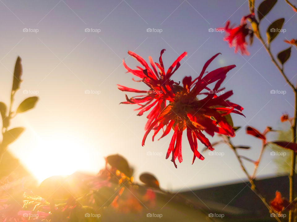 Sunrise illuminating loropetalum fringe flower