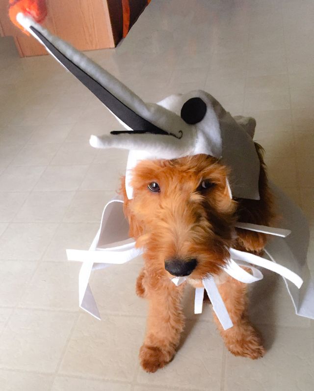 Ghost dog