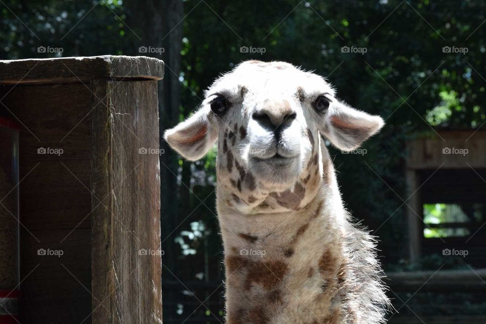 white speckled llama