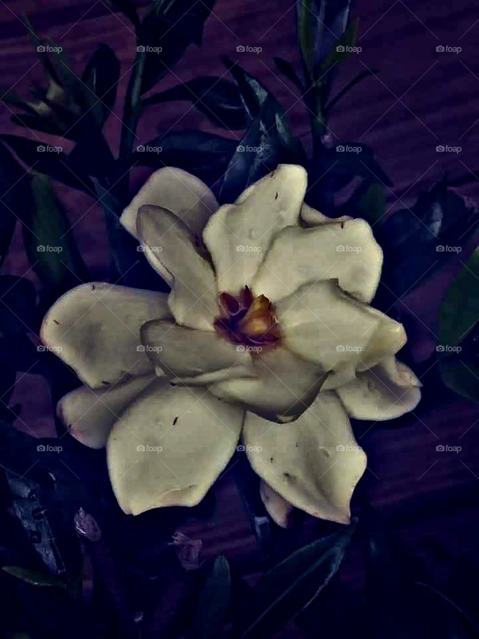 Magnolia
