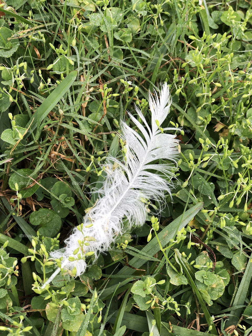 White Feather in the Grass