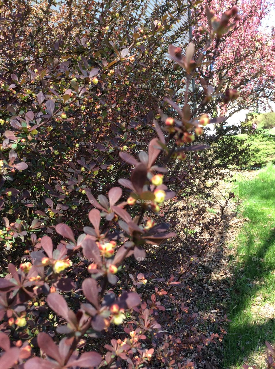 Flower, Nature, Garden, Tree, Leaf