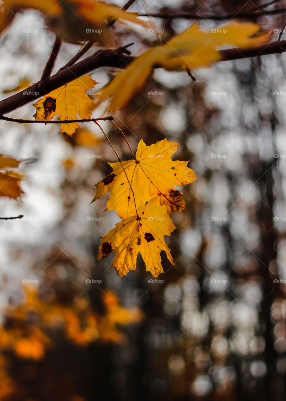 autumn maple leaves