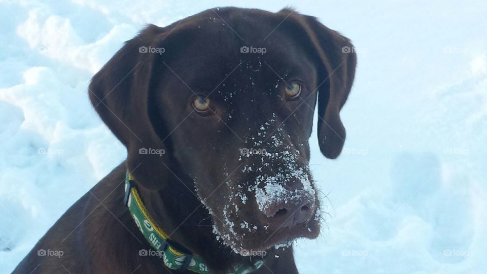Chocolate Lab with snow covered snout
