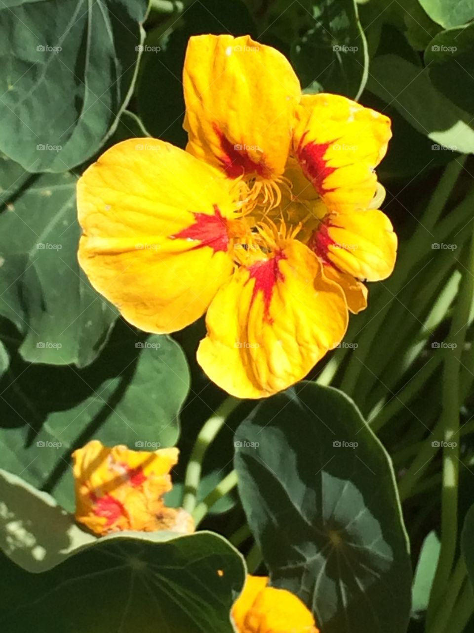 Beautiful flower in my garden 