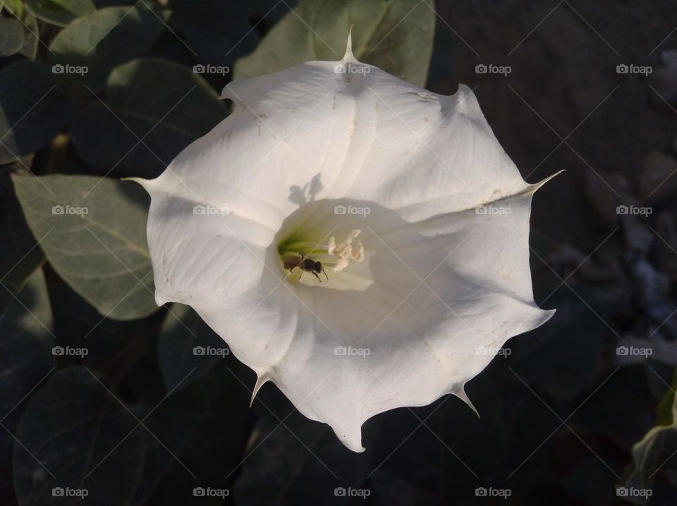 the Datura Flower white in colour looks very beautiful generally found everywhere fresh seasonal looking very poisonous species