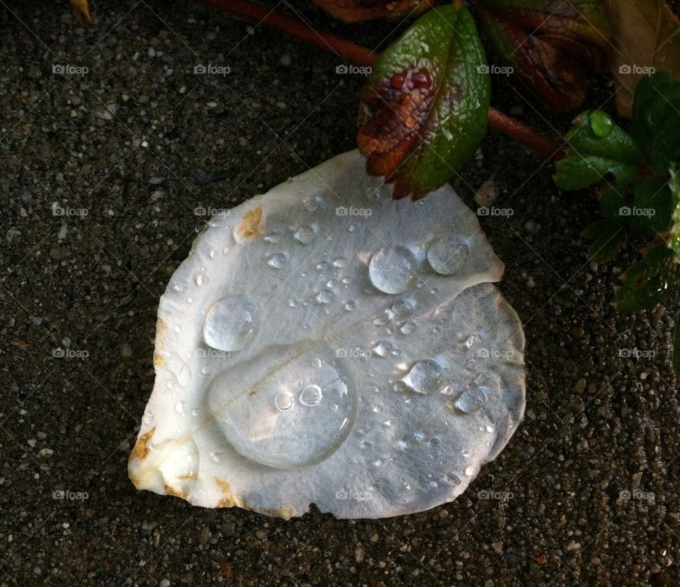 White rose petal with dew