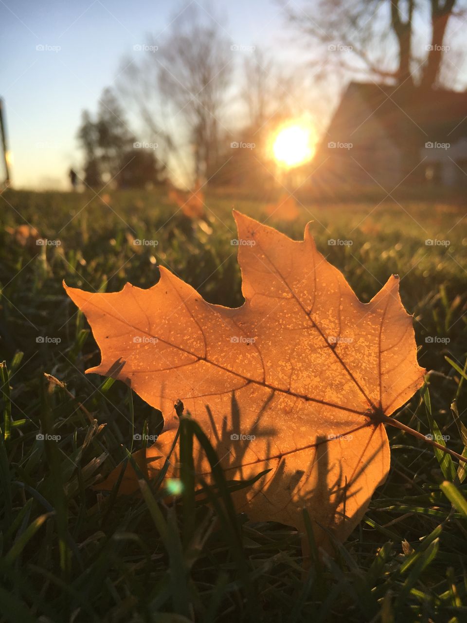 Fall Sunset