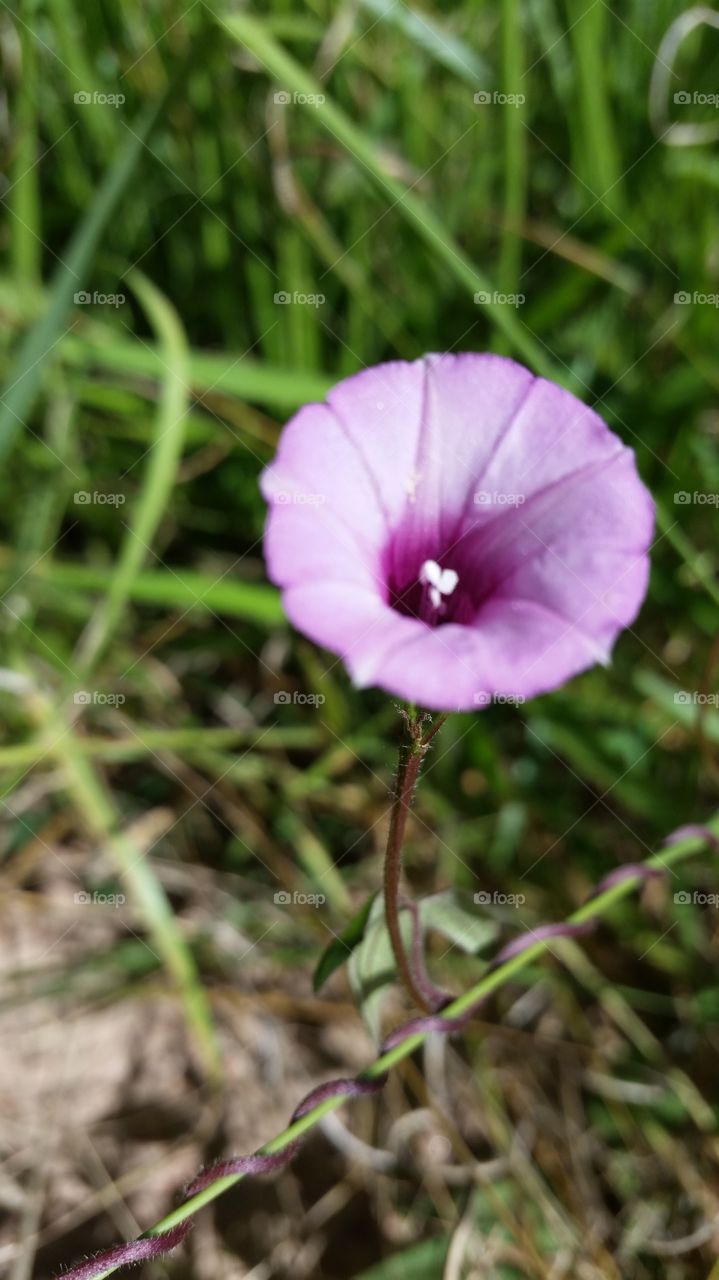 High angle view of purple flower