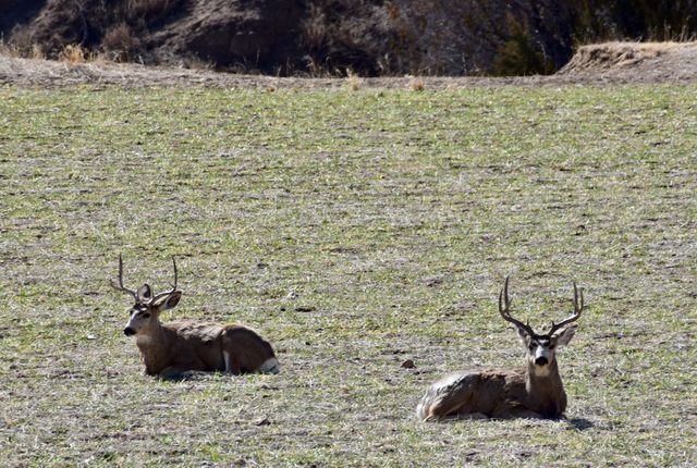 Deer