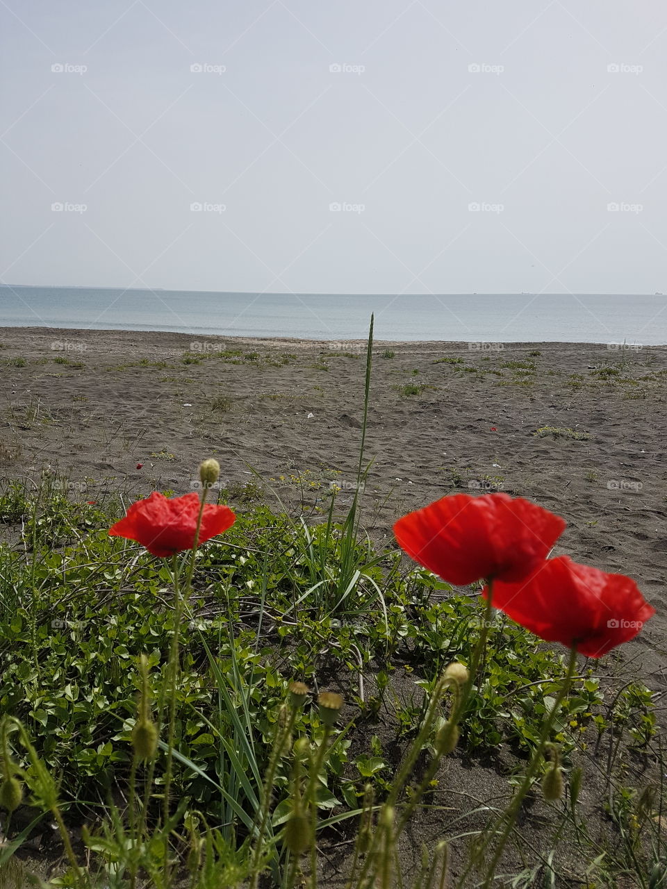 Poppies by the sea