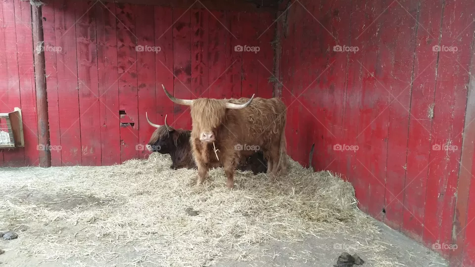cattle