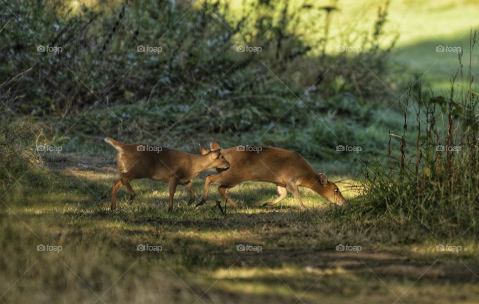 Muntjac deer grazing in the park