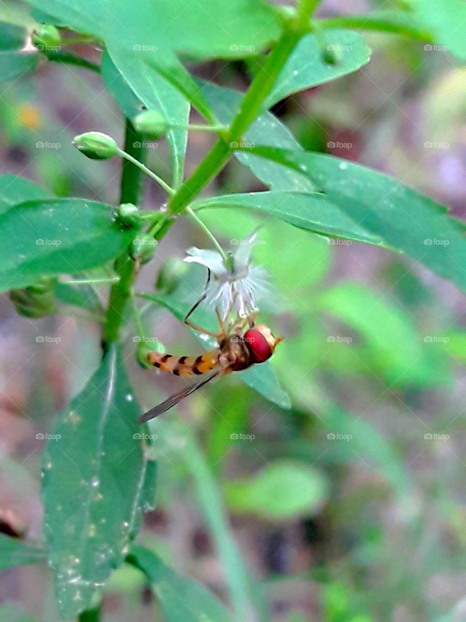 Wild, bee sitting on the wild flower