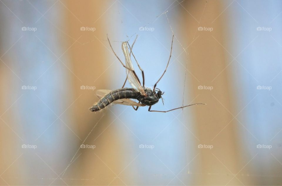 Mosquito In Cobweb