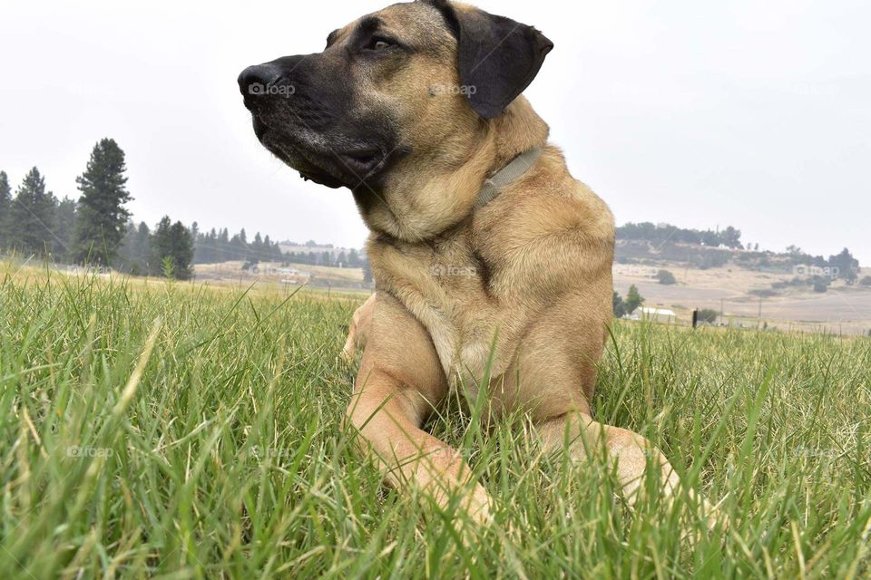 Portrait of a German-Mastiff