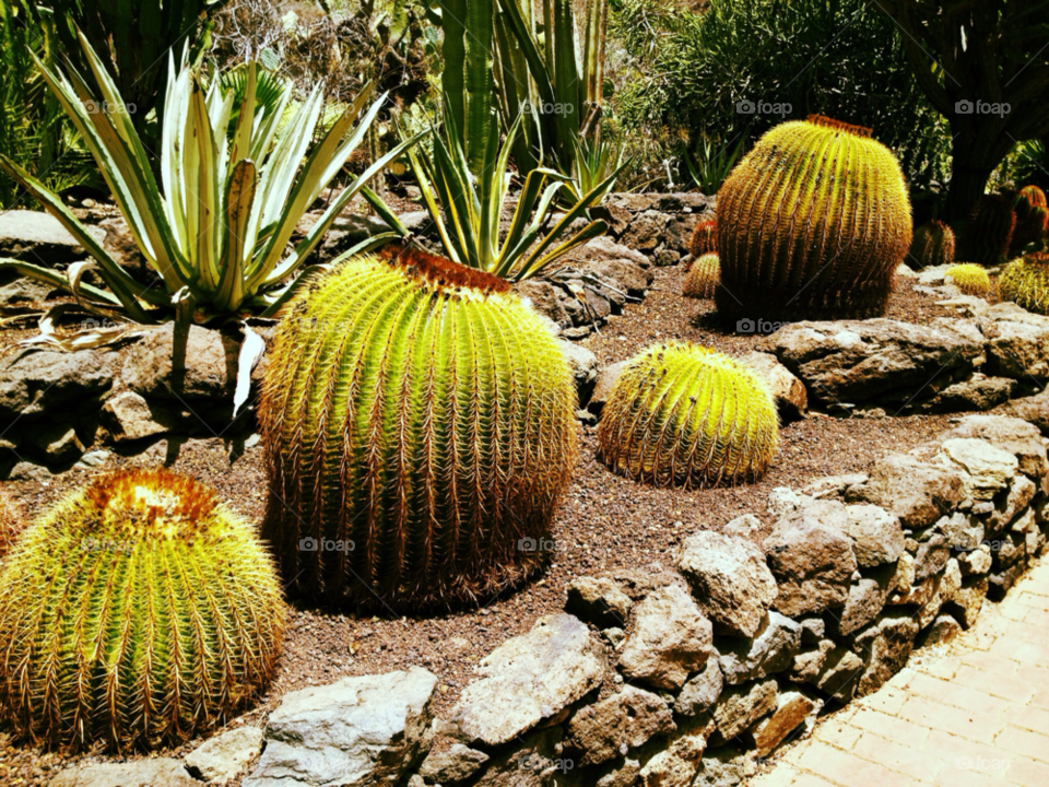 green plant cactus stone by whx123