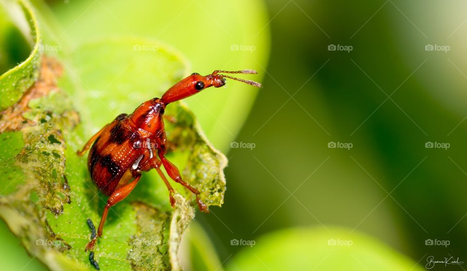 Attelabidae (Weevil)_Chennai