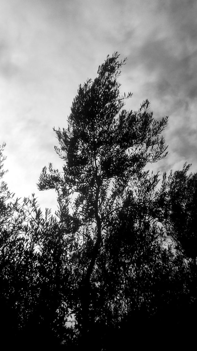Landscape #
Tree up to scenic dark sky in stormy day