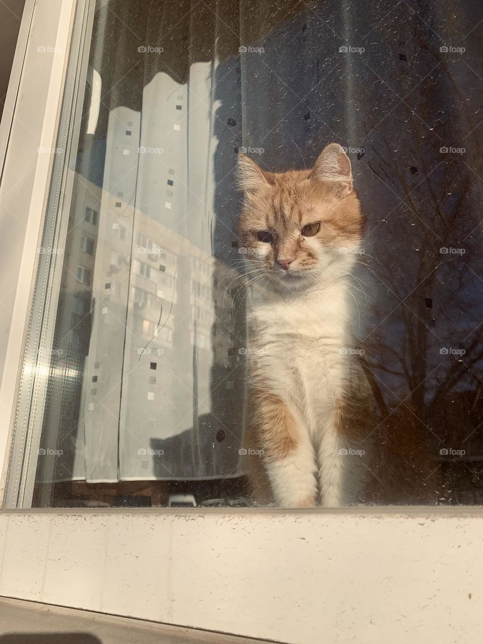 A cat looking out the window 