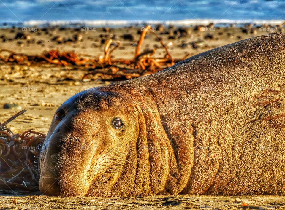 Elephant Seal On California Beach