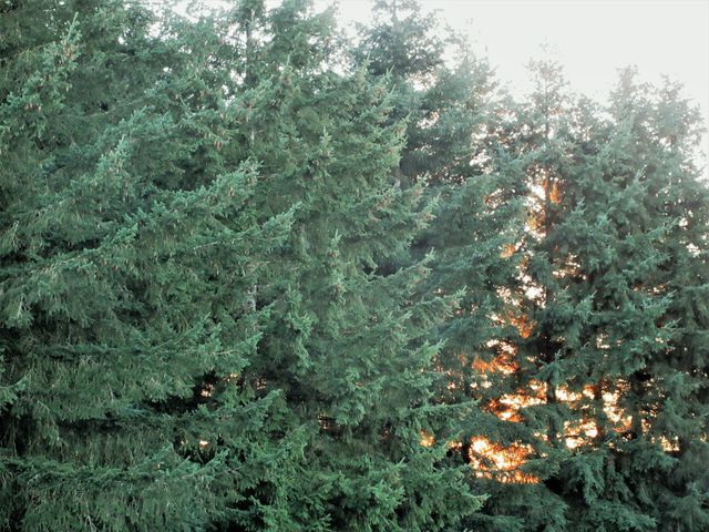 trees hiding sunset