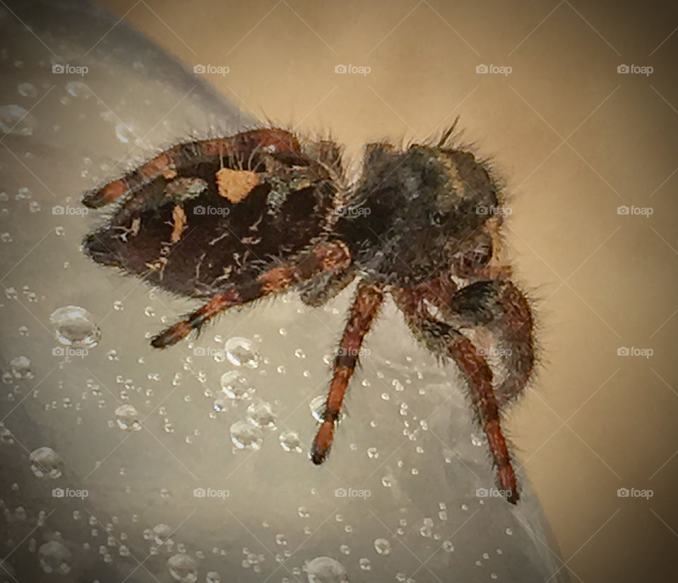 Jumpy Spider