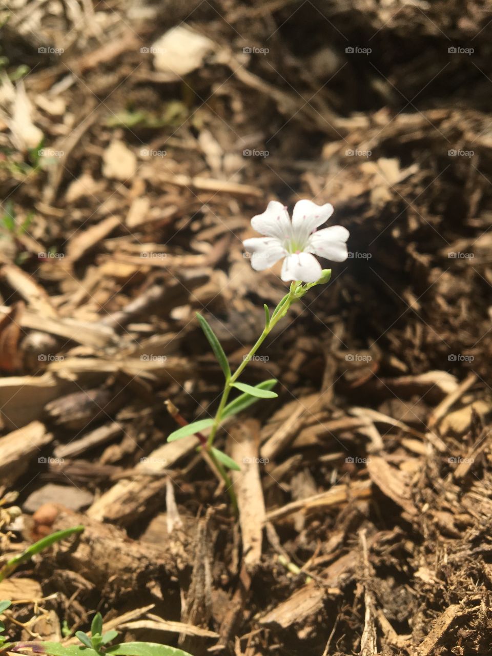 Nature, Flora, Flower, Leaf, Garden