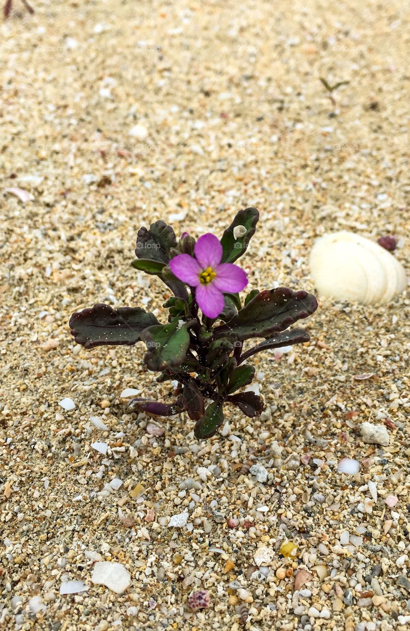 Beach flower