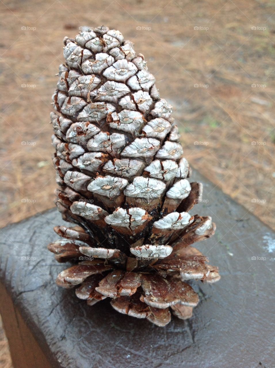 Pine cone 