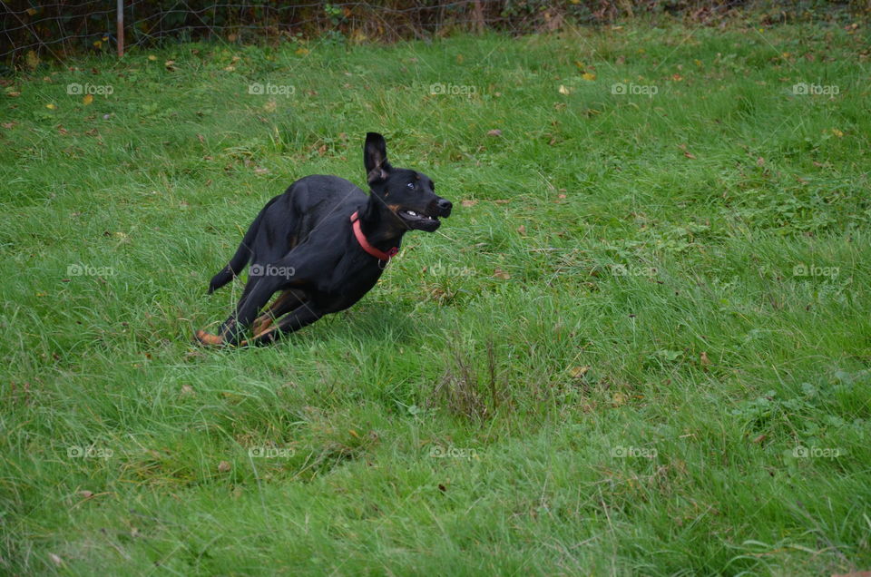 here is my black dog who is running with a very strange head it's very funny, a photo taken in full action