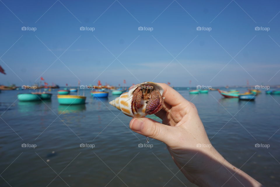 Hermit crab in a seashell, Vietnam