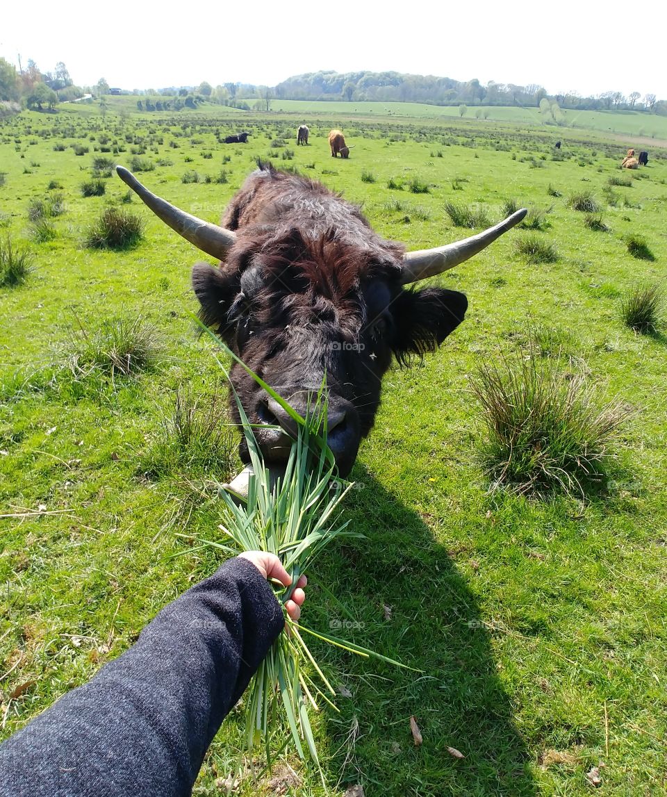 rind füttern cow gras
