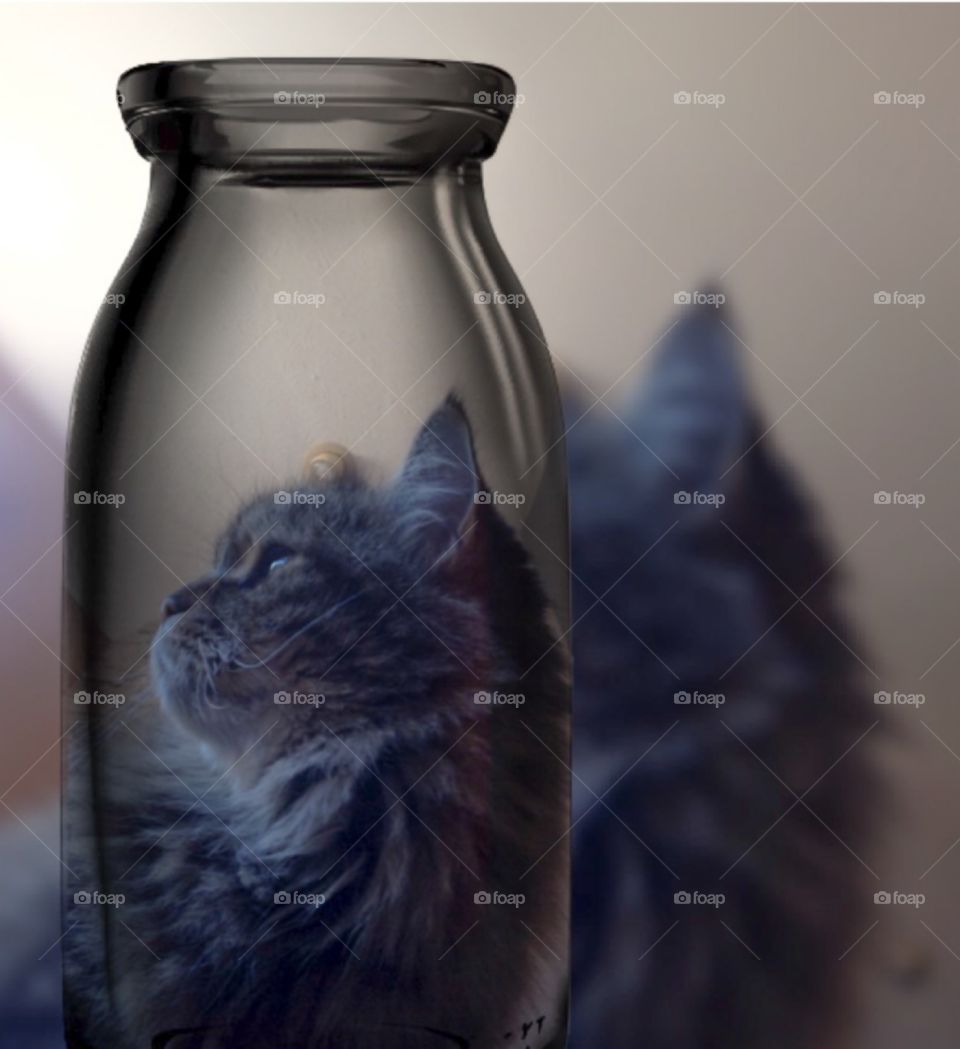 Kitten in a bottle