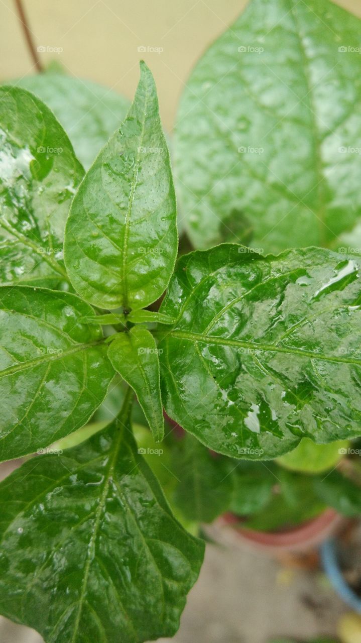Shower rain for garden farm,