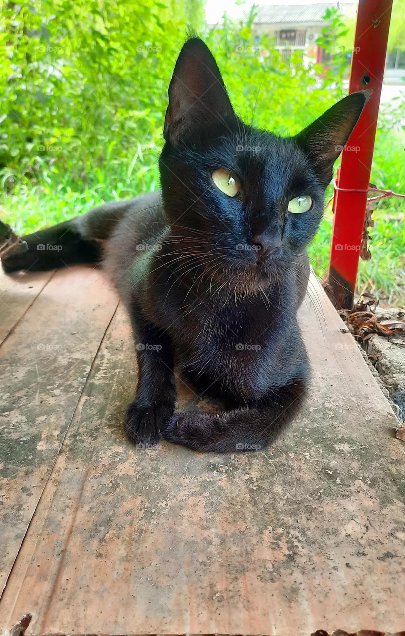 black cat