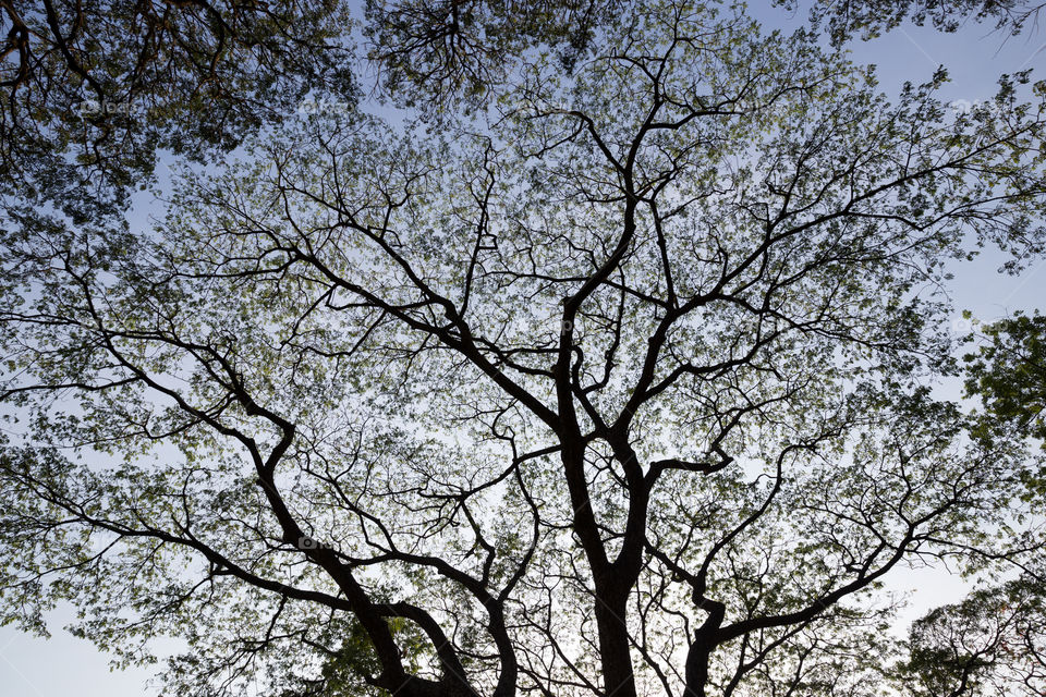 Branch of the tree with clear sky