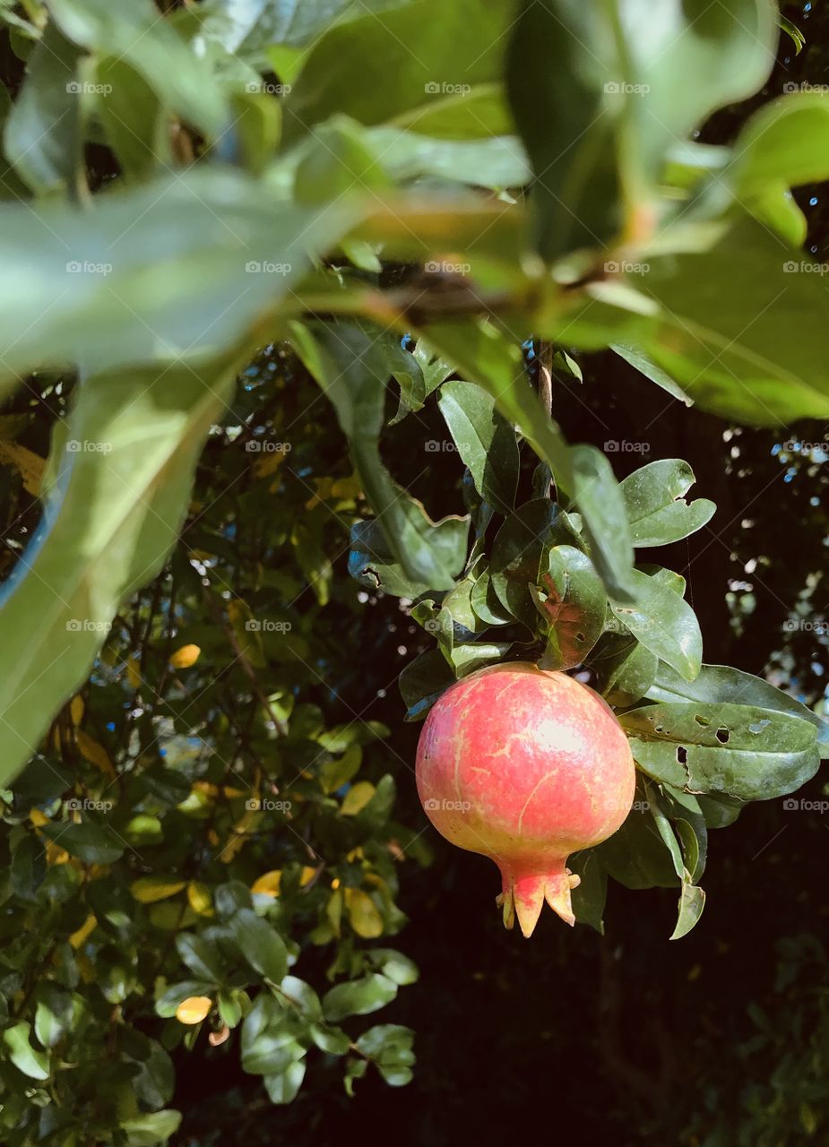 Early pomegranade, not ready yet 