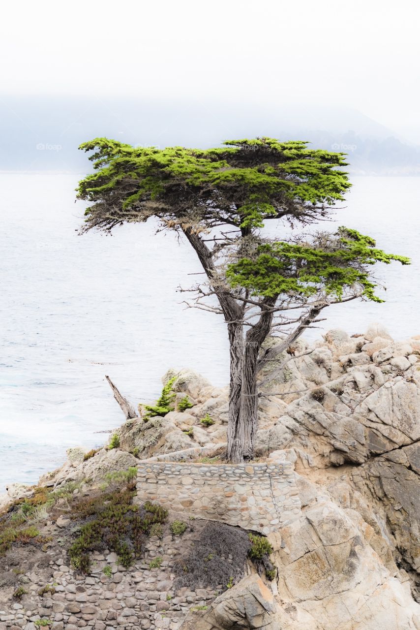 Cypress tree near lake