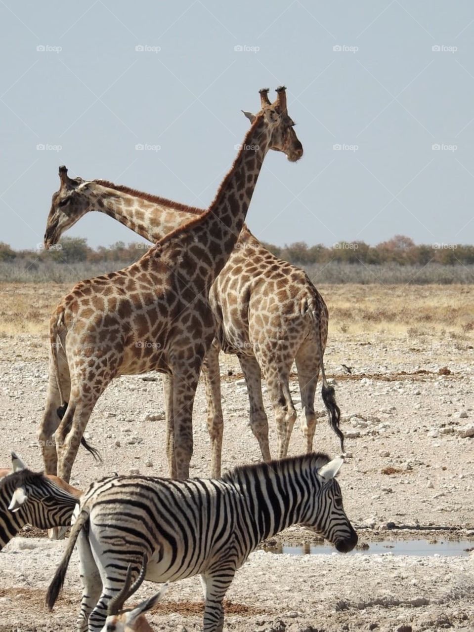 Giraffe and zebra at the waterhole at Namibia’s  Etosha National Park. It was really hot and dry during the day, but freezing cold at might. Another very happy place in South Africa