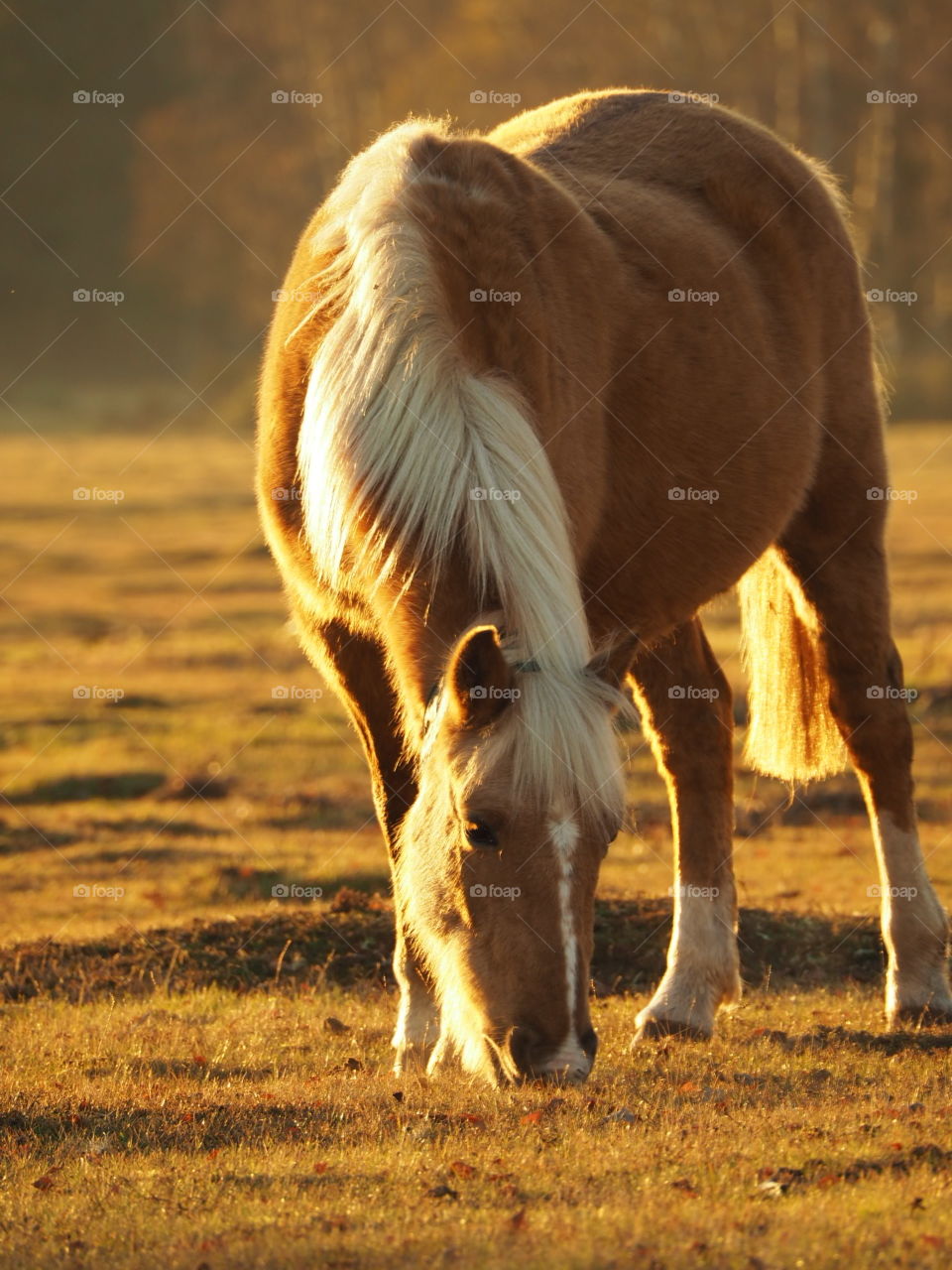 New Forest pony grazing at sunset near Brockenhurst