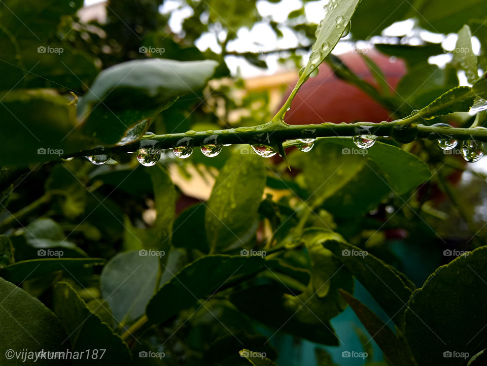 Waterdrops on leaf and branch