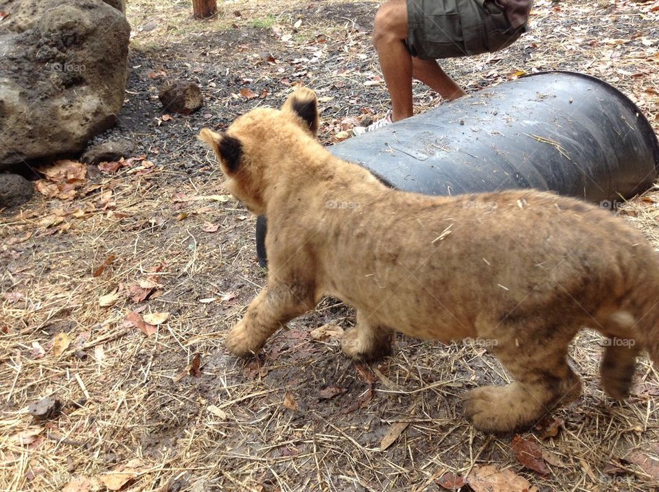Lion cub