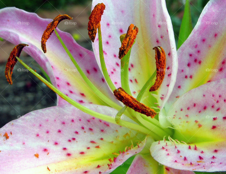 macro photography wedding bloom by probie15