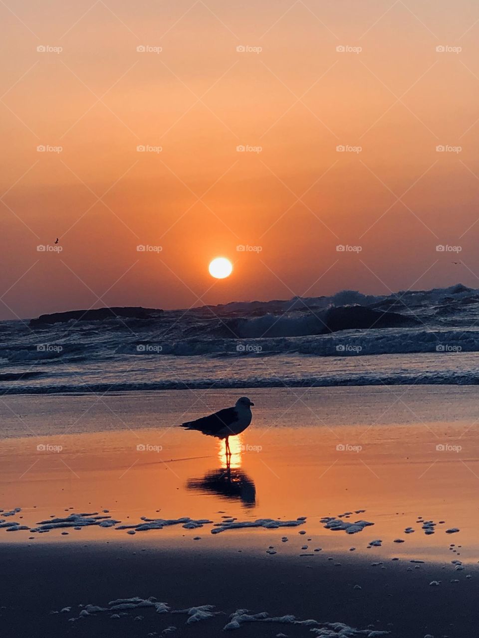 Beautiful seagull standing against the splendid sunset at essaouira beach in morocco.