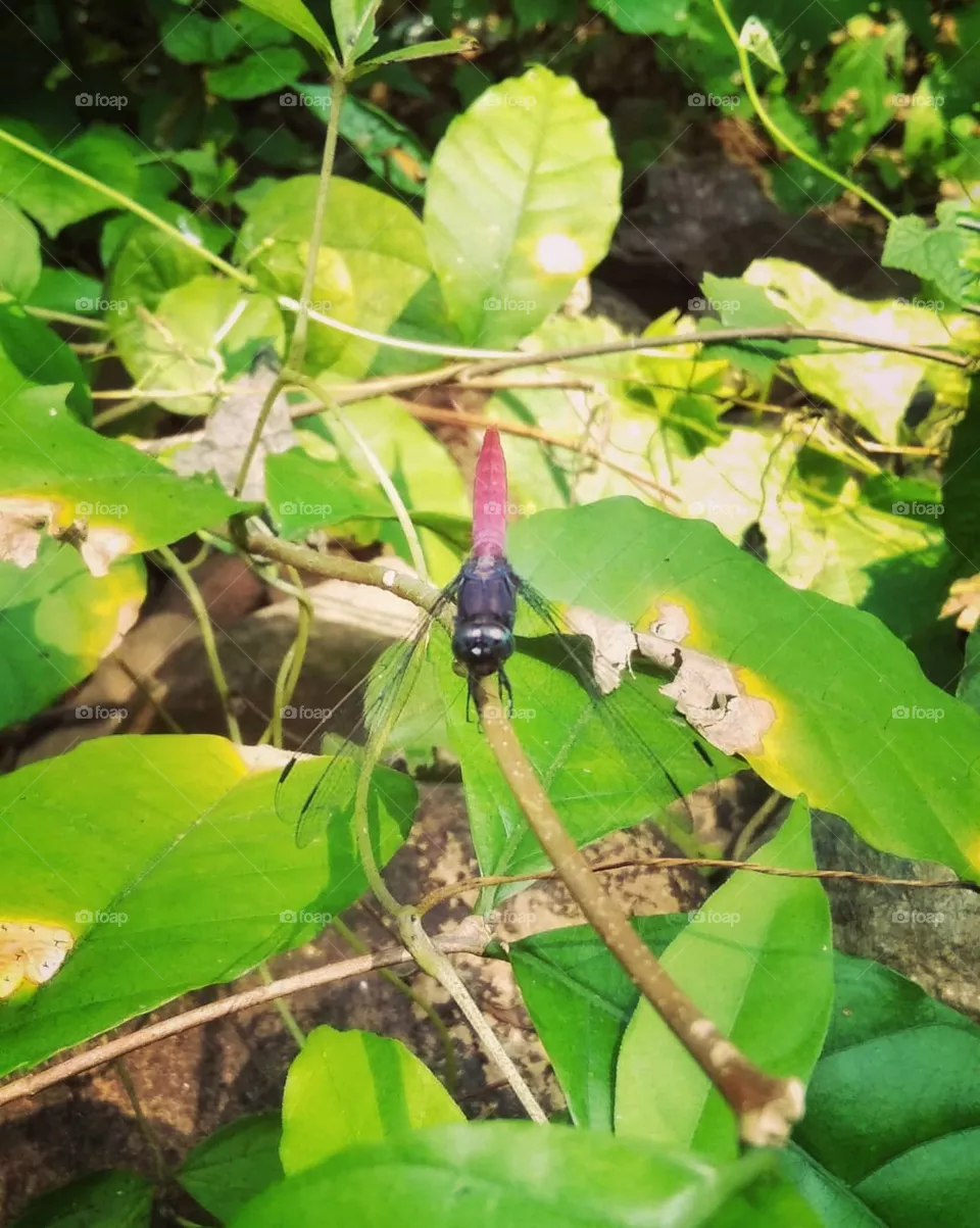 dragonfly